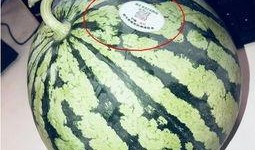 吃瓜国产网红,揭秘国产网红的吃瓜日常